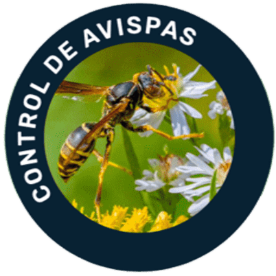 Contro de Avispas